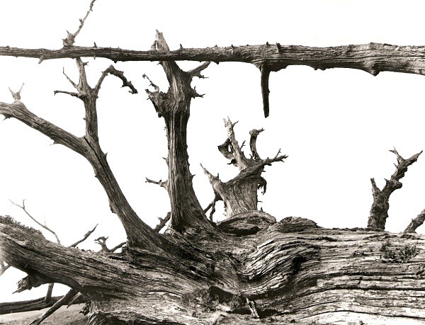 DEAD TREE ROOTS, Cefn Coch, Cwmystwyth, Ceredigion 2010 - THE WELSH LANDSCAPE - MOSTLY IN CEREDIGION