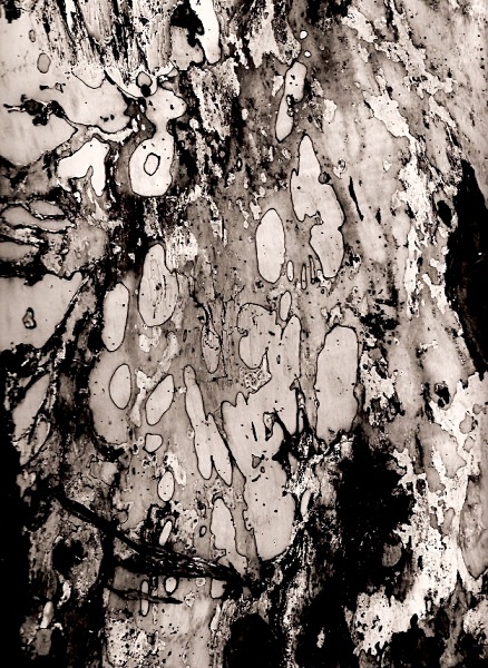 TREE ABSTRACTION, Rhayader, Powys 1996 - THE WELSH LANDSCAPE - MOSTLY IN CEREDIGION