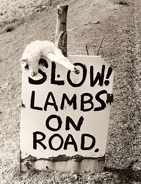 DEAD SHEEP, Cwmystwyth to Rhayader, Radnorshire 1990 - MISCELLANEOUS