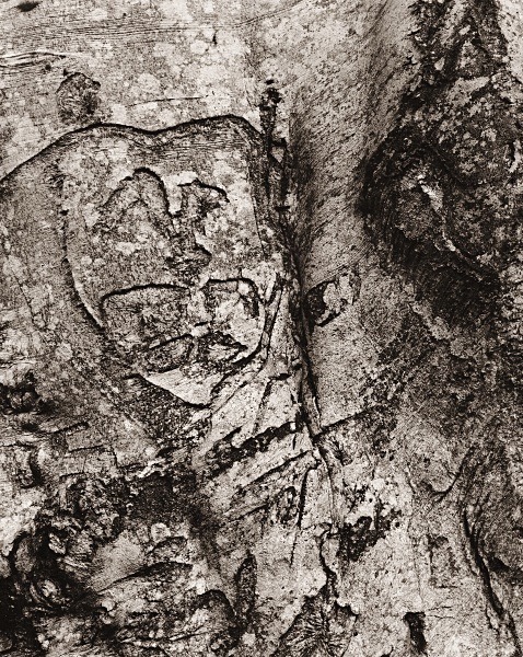 ABSTRACTION AT CWM PERIS WOOD, Llanon, Ceredigion 2015 - THE WELSH LANDSCAPE - MOSTLY IN CEREDIGION