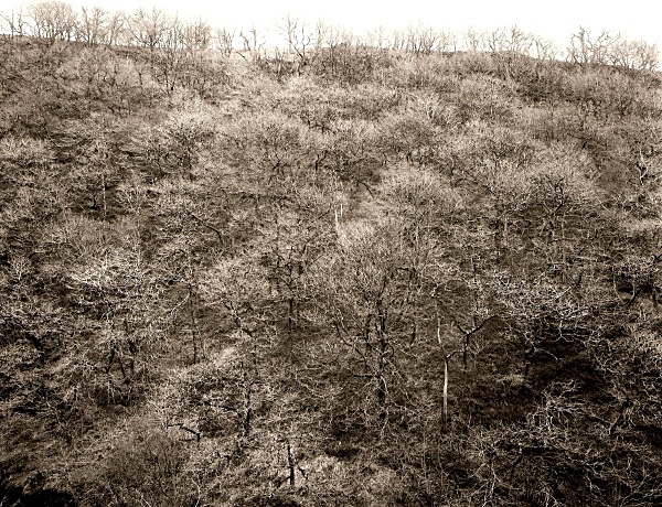 ANCIENT WOODLAND, Ysbyty Cynfyn, Ceredigion 2009 - THE WELSH LANDSCAPE - MOSTLY IN CEREDIGION