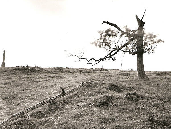DEAD TREE, Cefn Coch, Cwmystwyth, Ceredigion 2010 - THE WELSH LANDSCAPE - MOSTLY IN CEREDIGION