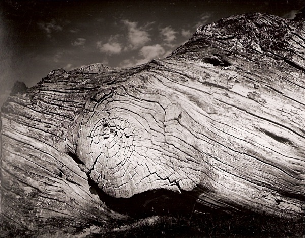 TREE TRUNK, Hafod Fields, Ceredigion 1996 - THE WELSH LANDSCAPE - MOSTLY IN CEREDIGION