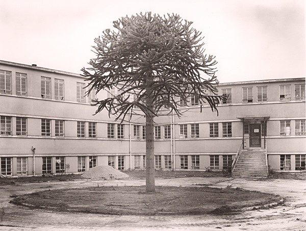 MONKEY PUZZLE, Dacre Cement Works, Shoreham, East Sussex 2007 - MISCELLANEOUS