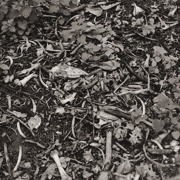 LLAIN, Llwynpiod, Ceredigion 2015 - CEREDIGION FARMHOUSES