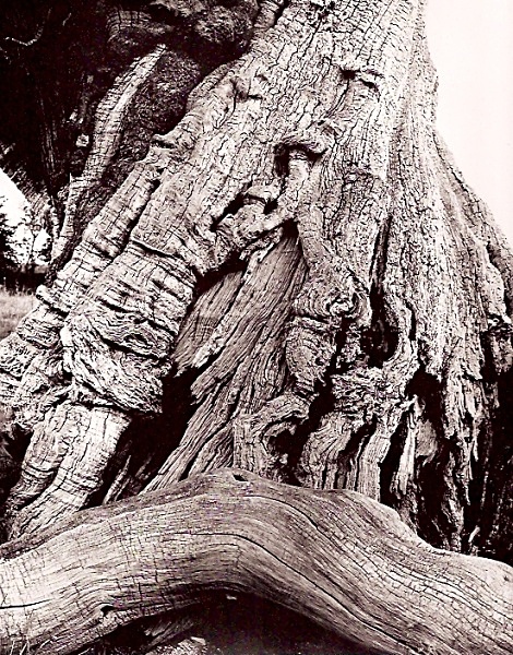 DEAD OAK, Nr Aberystywth, Ceredigion 2009 - THE WELSH LANDSCAPE - MOSTLY IN CEREDIGION