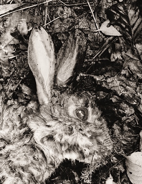 RABBIT AT BYRGWM ISAF, Alltwalis, Carmarthenshire 2014 - CARMARTHENSHIRE