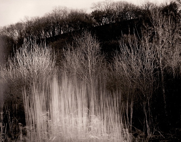 TREES IN SUNLIGHT, Glan-y-Avon, Aberystwyth, Ceredigion 2004 - THE WELSH LANDSCAPE - MOSTLY IN CEREDIGION