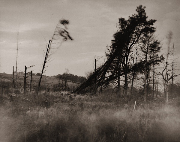 WINDY TREES, Llanddewi-brefi, Ceredigion 2015 - THE WELSH LANDSCAPE - MOSTLY IN CEREDIGION