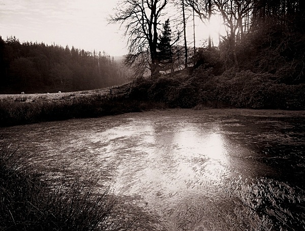 HAWTHORN COTTAGE & POND, HAFOD, Pontrhy - CEREDIGION MANSION ESTATES
