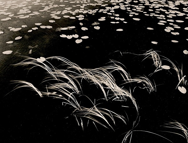 GRASSES IN LAKE, Teifi Pools, Ffair Rhos, Ceredigion 1994 - THE WELSH LANDSCAPE - MOSTLY IN CEREDIGION