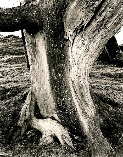DEAD TREE, Cefn Coch, Cwmystwyth, Ceredigion 1996 - THE WELSH LANDSCAPE - MOSTLY IN CEREDIGION