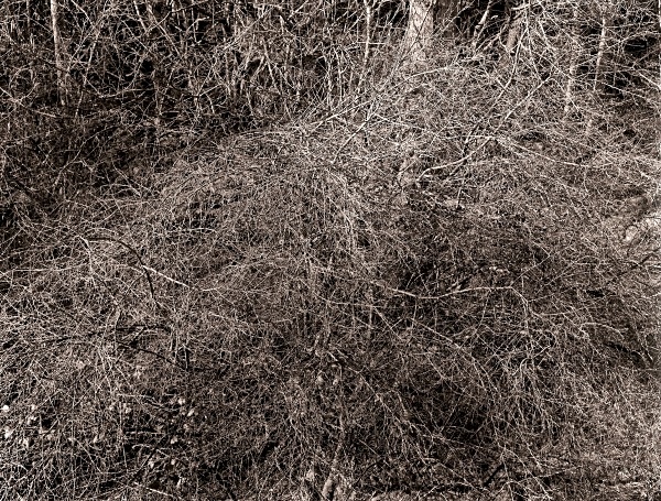 BRANCHES, track up to Nant-Y-Cae, Hafod, Ceredigion 1996 - THE WELSH LANDSCAPE - MOSTLY IN CEREDIGION