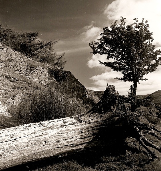 DEAD TREE, Cefn Coch, Cwmystwyth, Ceredigion 1992 - THE WELSH LANDSCAPE - MOSTLY IN CEREDIGION