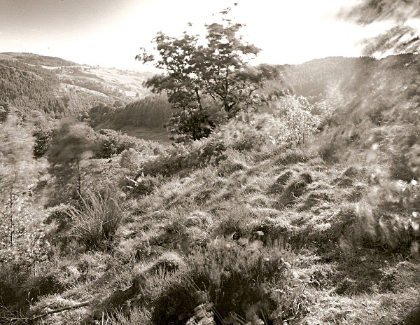 TREES ON HAFOD, Pontrhydygroes, Ceredigion 2010 - THE WELSH LANDSCAPE - MOSTLY IN CEREDIGION