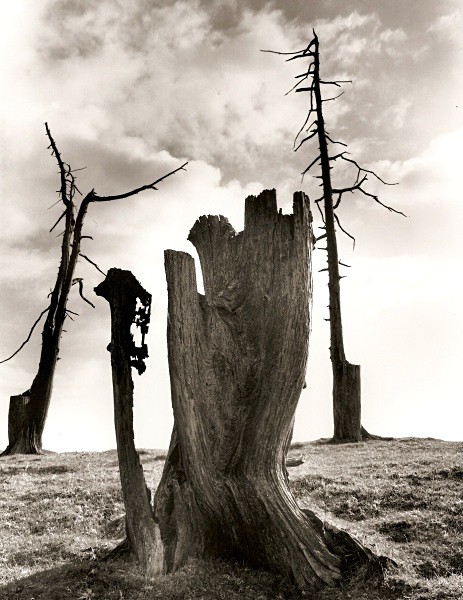DEAD TREE, Cefn Coch, Cwmystwyth, Ceredigion 2010 - THE WELSH LANDSCAPE - MOSTLY IN CEREDIGION