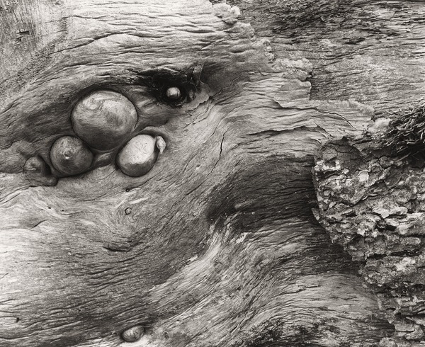 FALLEN TREE ON HAFOD, Pontrhydygroes, Ceredigion 2012 - THE WELSH LANDSCAPE - MOSTLY IN CEREDIGION