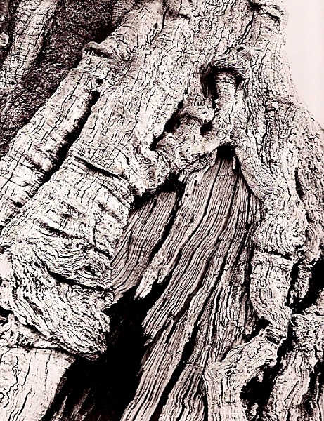 DEAD OAK, Nr Aberystywth, Ceredigion 2009 - THE WELSH LANDSCAPE - MOSTLY IN CEREDIGION