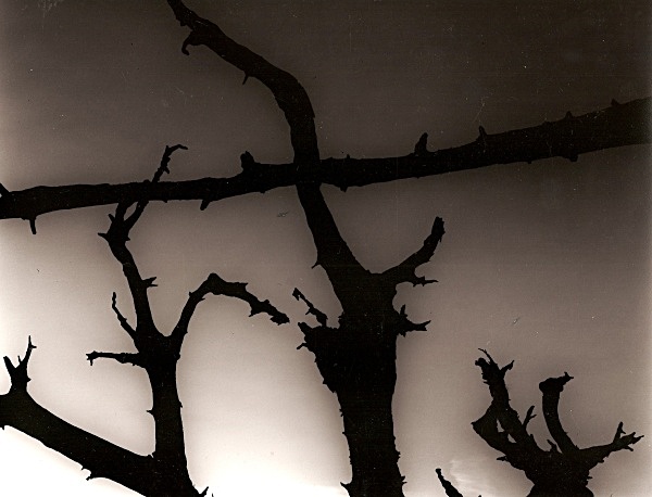 DEAD TREE ROOTS, Cefn Coch, Cwmystwyth, Ceredigion 2003 - THE WELSH LANDSCAPE - MOSTLY IN CEREDIGION
