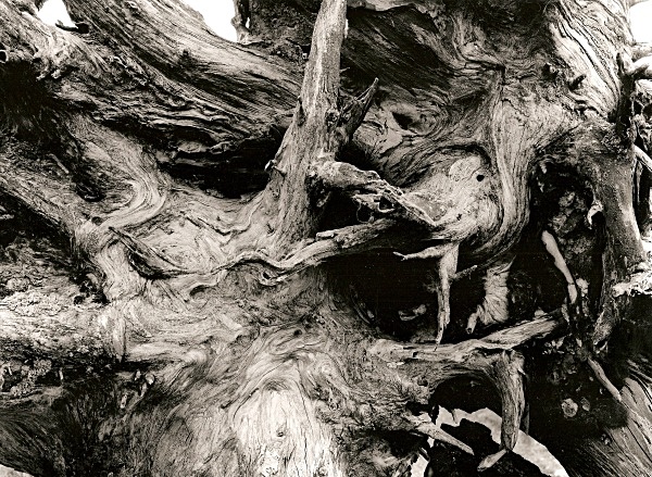 DEAD TREE ROOTS, Cefn Coch, Cwmystwyth, Ceredigion 1996 - THE WELSH LANDSCAPE - MOSTLY IN CEREDIGION