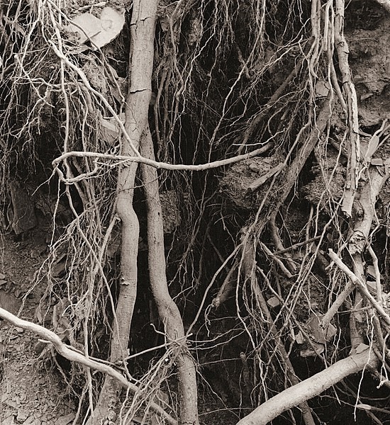 HAFOD, Ceredigion 1991 - THE WELSH LANDSCAPE - MOSTLY IN CEREDIGION
