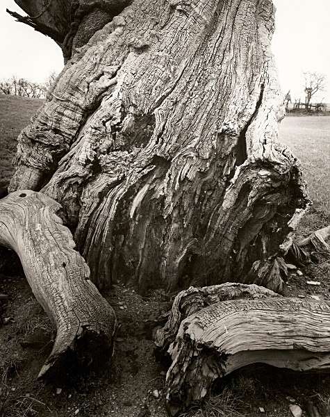 DEAD OAK, Near Aberystwyth, Ceredigion 2008 - THE WELSH LANDSCAPE - MOSTLY IN CEREDIGION