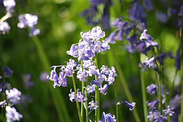 F6 - Flowers