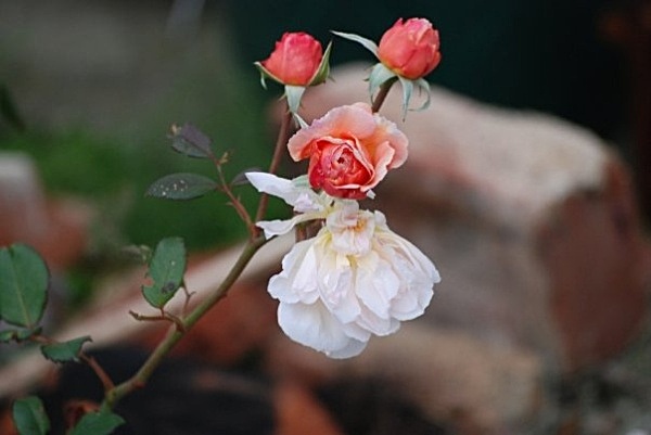 F4 - Flowers