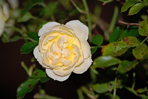 F2 - Flowers