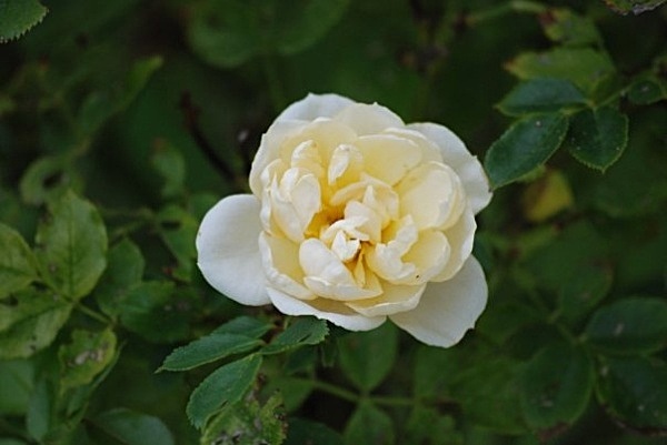 F5 - Flowers