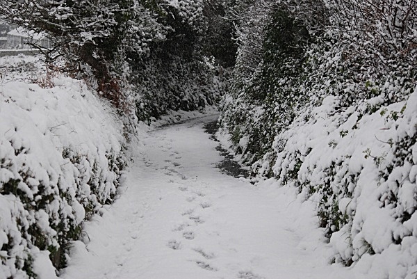 SD9 - Snow