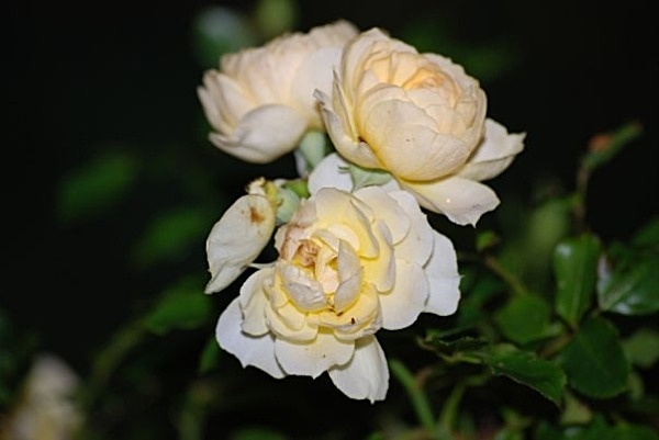 F1 - Flowers