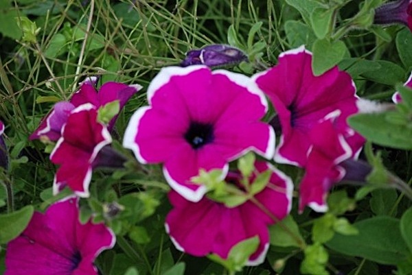F3 - Flowers