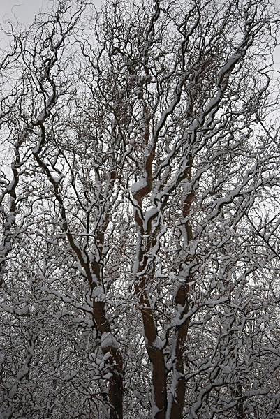 SD14 - Snow