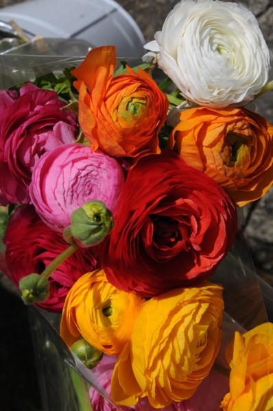  - Flowers