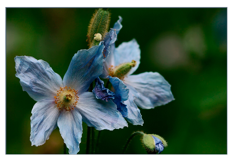 Meconopsis betonicifolia - Garden perennials