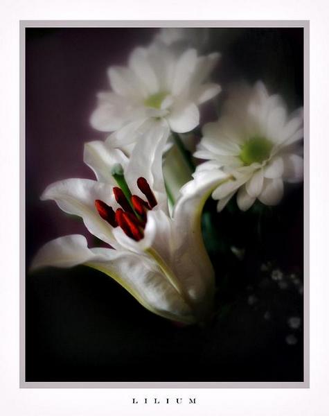 Lilium and Chrysanthemum - Still Life