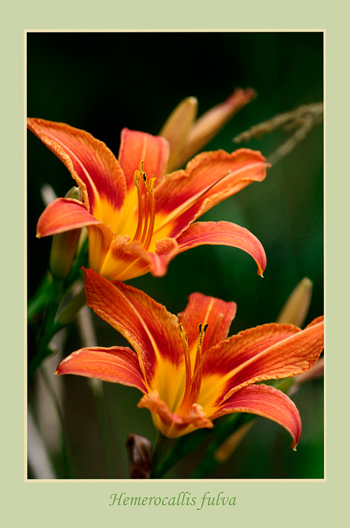 Hemerocallis fulva - Garden perennials