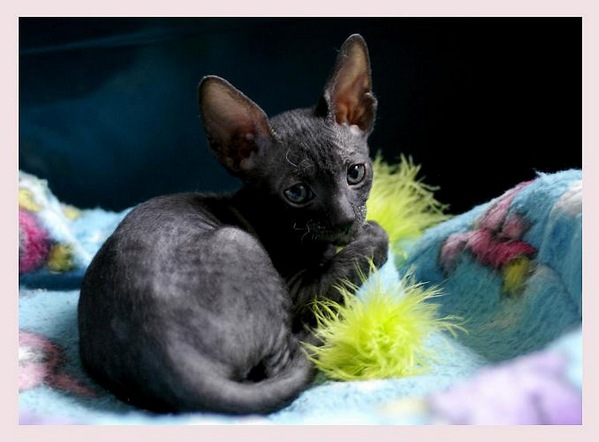 5 weeks - Alchemist Regina - Linssi's kittens