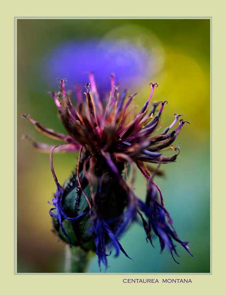 Centaurea montana 4 - Garden perennials