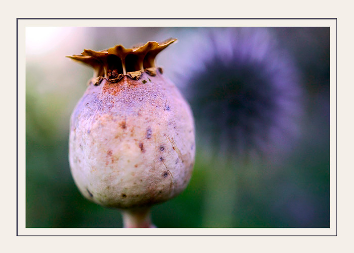 Opium and Echinops - Still Life