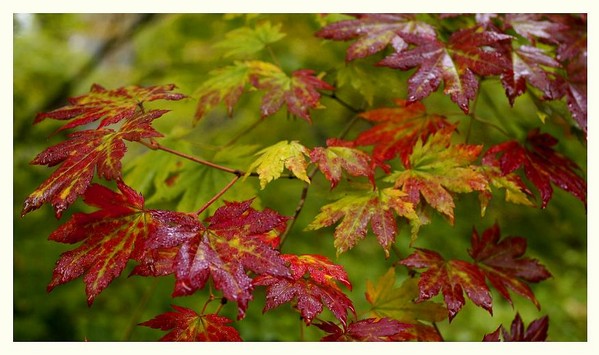 Acer pseudosieboldianum 2 - Trees and Shrubs