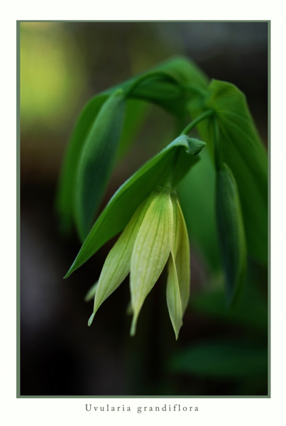 Uvularia grandiflora - Garden perennials
