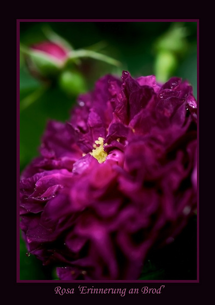 Rosa 'Erinnerung an Brod' 3 - Roses