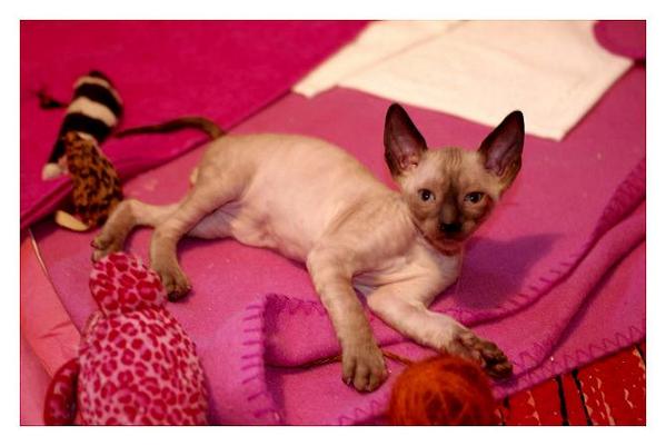5 weeks - Alchemist Romulus - Linssi's kittens