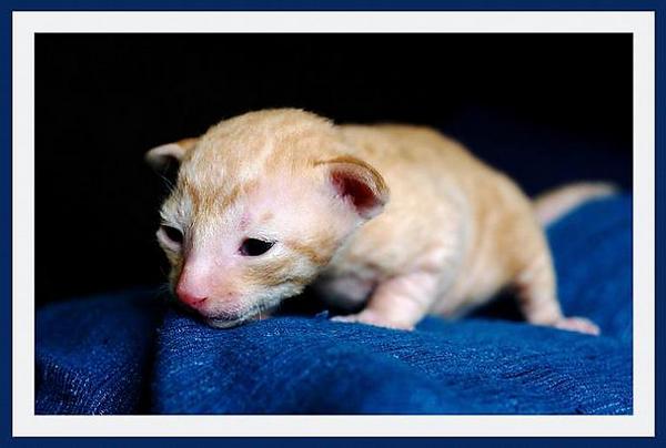 12 days - red boy - Linssi's kittens - the 2nd litter