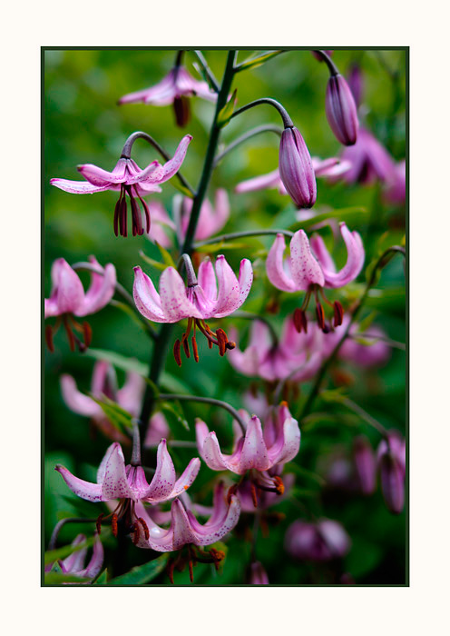 Lilium martagon 3 - Garden perennials