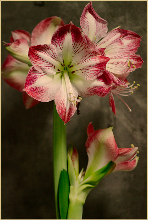 Hippeastrum 'Mambo' - Windowsill Garden