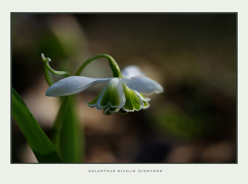 Galanthus nivalis 'Dionysos' 3 - Garden perennials