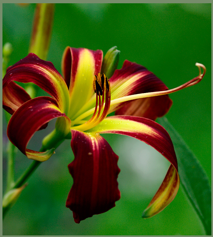 Hemerocallis 'Red Rain' - Garden perennials